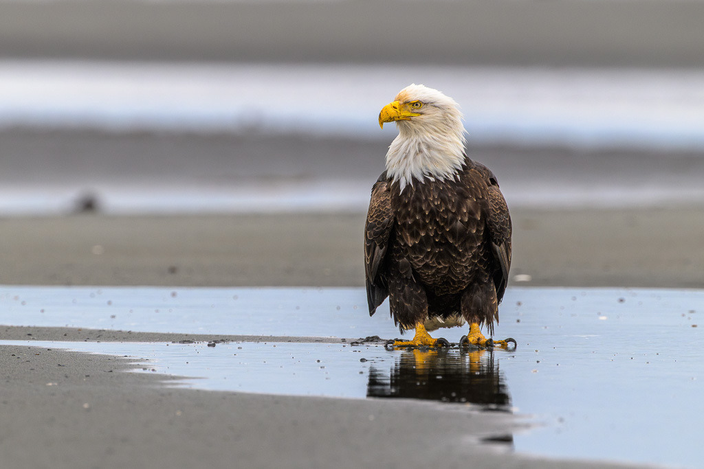 Alaska | Anchor Pont. Weißkopfseeadler am Strand. - Realisiert mit Pictrs.com