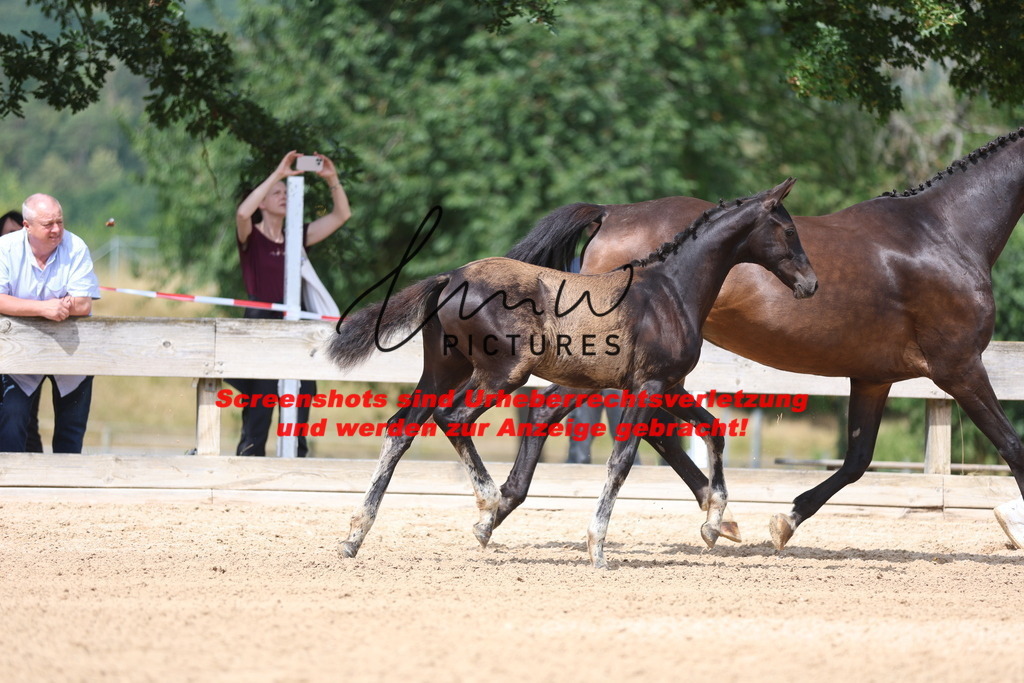 Fohlenschau_Schwäbisch_Hall_dressurbetonte_Fohlen_KN 10_1 | lmwpictures - Realisiert mit Pictrs.com