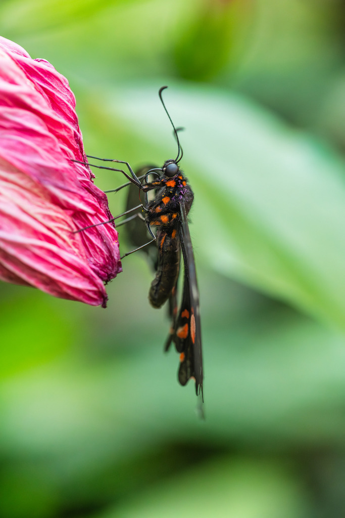 2025_07_09_FEHMARN-LEUCHTTURM+SCHMETTERLINGE_MCP8988 | Hochwertig gedruckte Fotografien für die Wand, als Kalender und zum Verschenken. Hamburg & Norddeutschland und überall wo ich mit der Kamera unterwegs war.