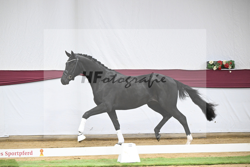 Kat-Nr. 58 Feliciano x San Amour I_Ida Vavrikova_47252171 | hf-fotografie - Realisiert mit Pictrs.com