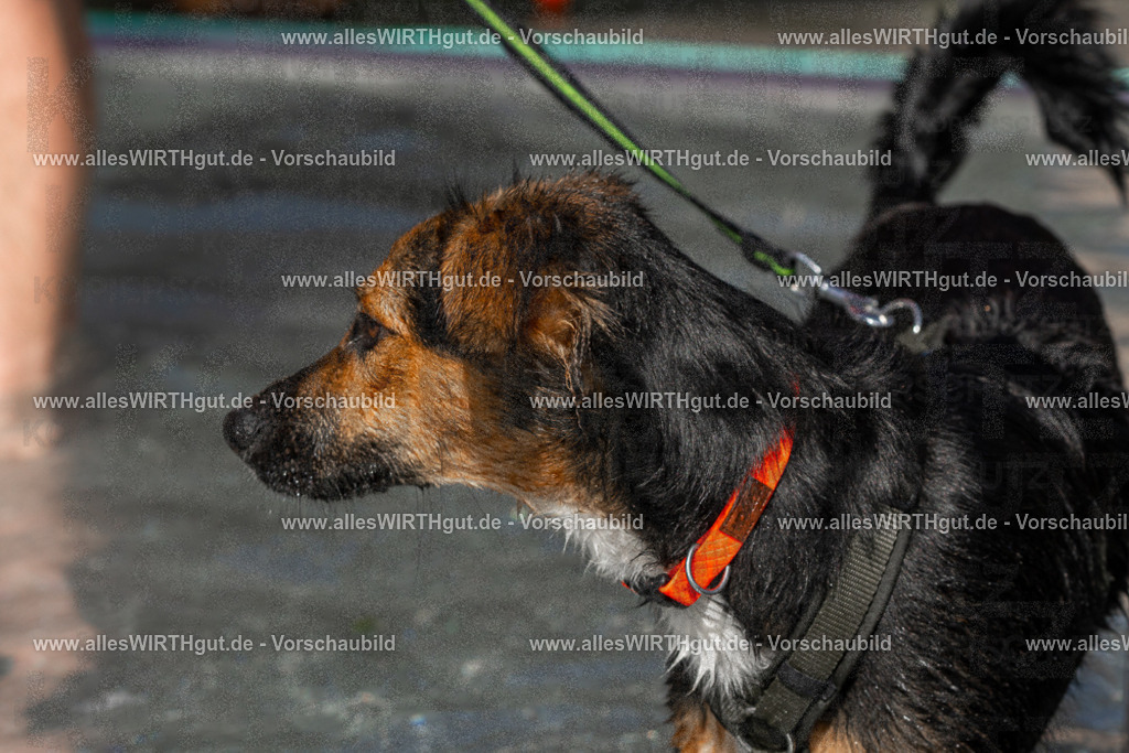 Hundeschwimmen_Volksbad_2026-allesWIRTHgut_Tierfotografie-2609061411-FAY06916 | Professionelle Tierfotografie in Mönchengladbach von Daniel Wirth (allesWIRTHgut). Liebevolle & natürliche Bilder von Hunden & Katzen für unvergessliche Erinnerungen.