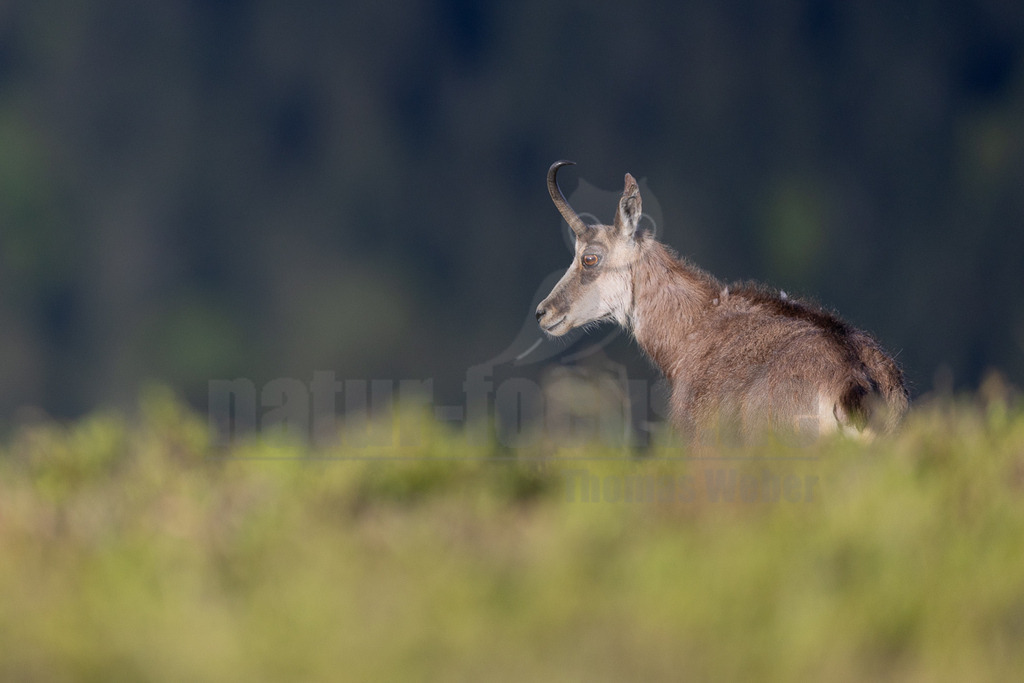 046A4899_20250502 | Eine Gämse (Rupicapra rupicapra) ist im Profil von der Seite zu sehen, wie sie in einer grünen Wiese steht. Ihr braunes Fell hebt sich vom dunklen, unscharfen Hintergrund ab. Das Tier blickt aufmerksam nach links aus dem Bild. - Realisiert mit Pictrs.com
