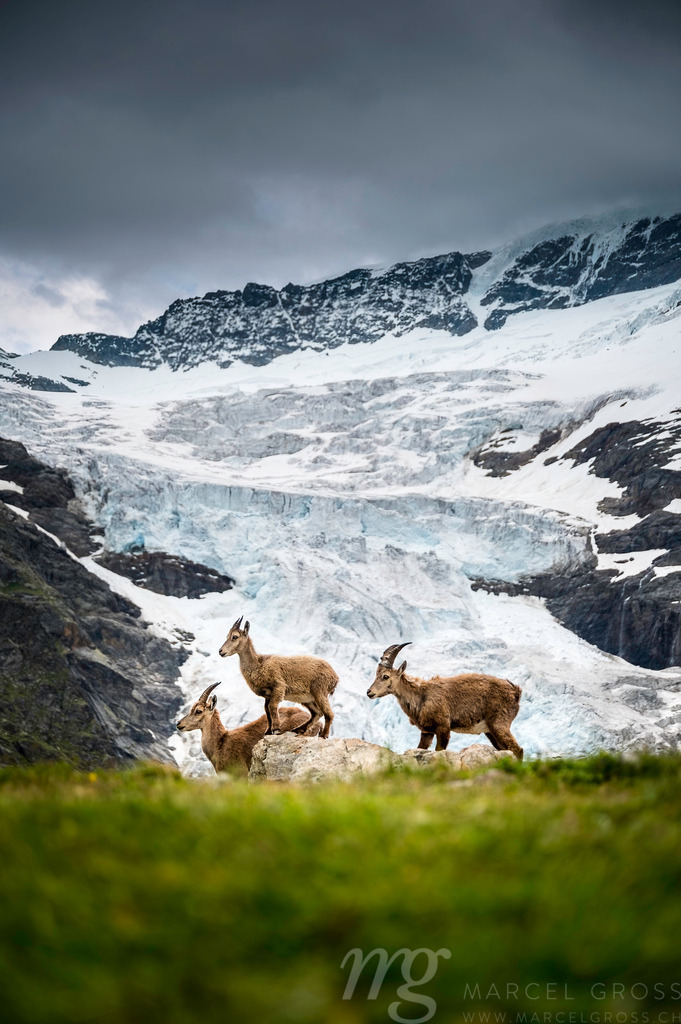 ibex in front of a glacier in the bernese alps | Die ideale Geschenkidee für Naturliebhaber. Naturbilder von Marcel Gross Photography für ihr Zuhause in den verschiedensten Formaten und Materialien. - Realisiert mit Pictrs.com