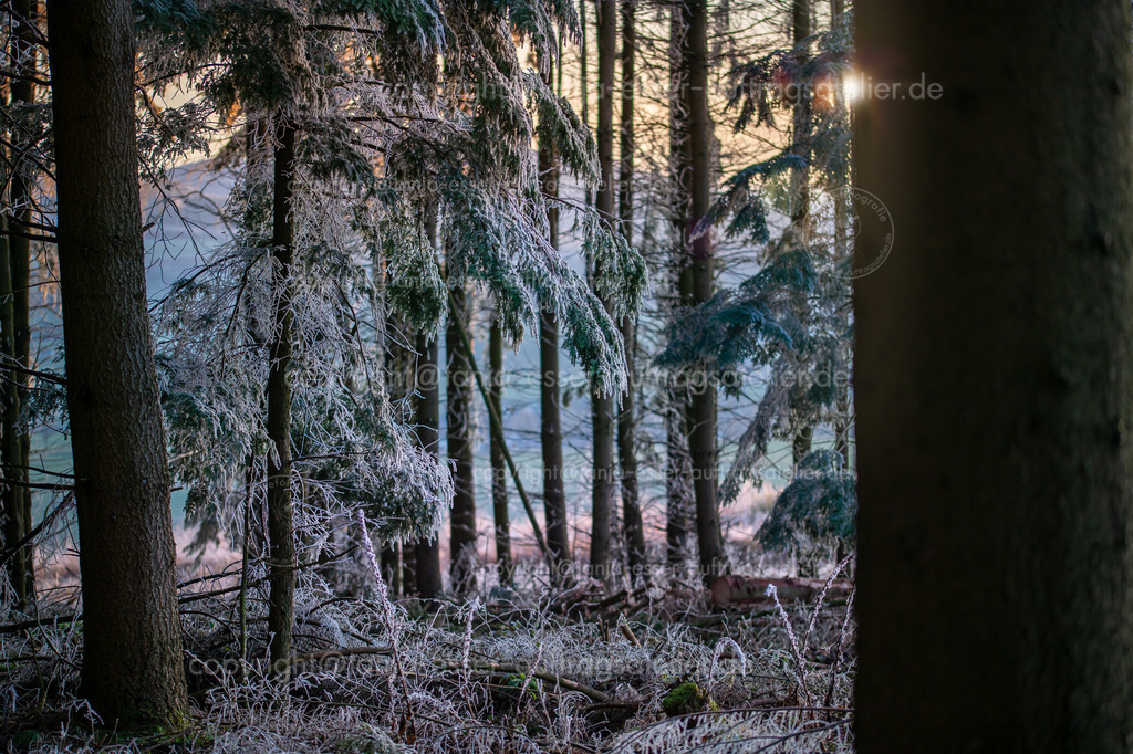 Mit Eis überzogener Wald bei Rixen Brilon | Landschaftsaufnahme aus dem Sauerland zeigt eine Szene mit Eis überzogenen Fichten. Jede einzelne Struktur ist mit Eiskristallen überzogen. Sonnenuntergang im Gegenlicht. Aufgenommen bei Rixen im Sauerland.