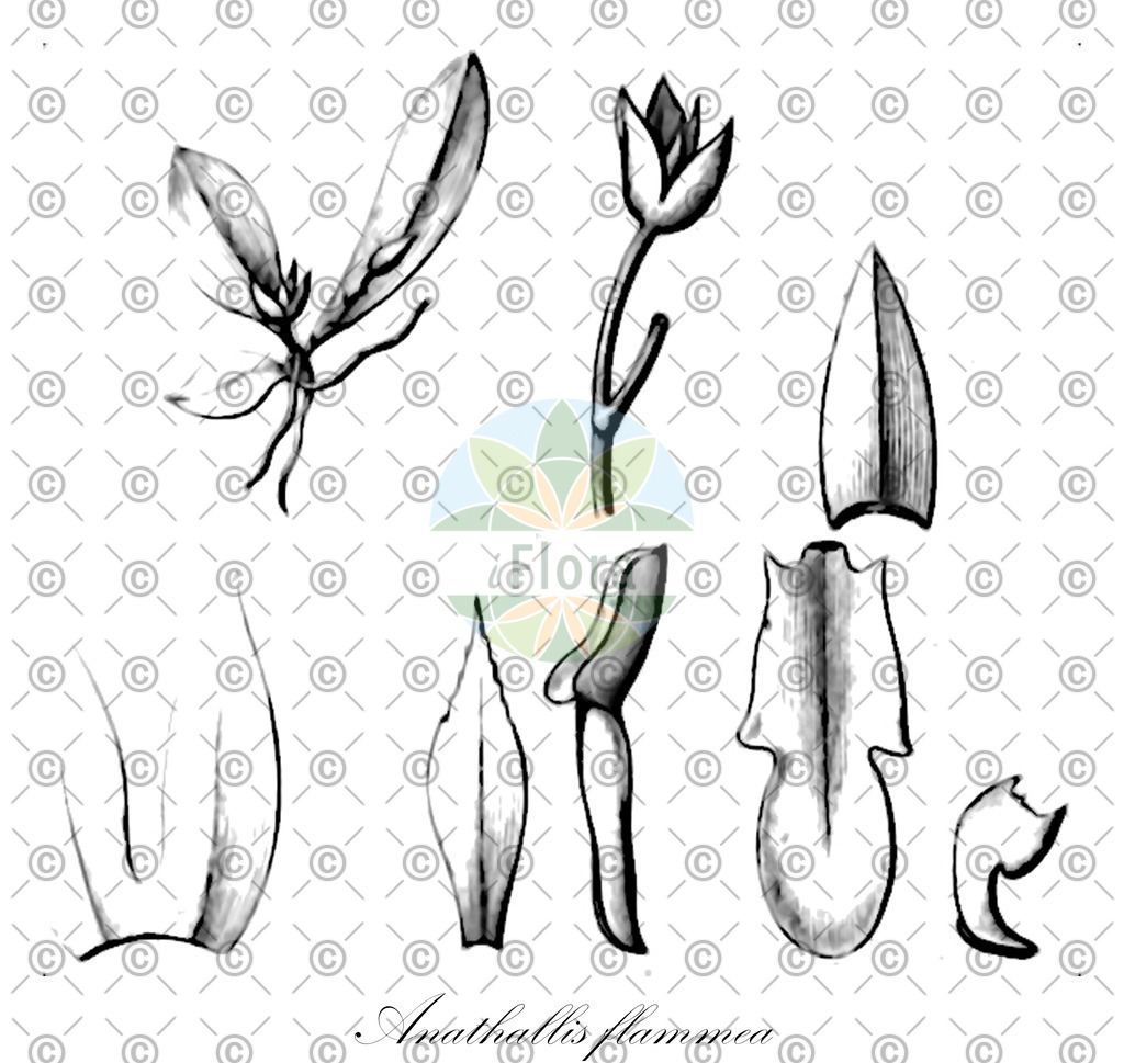 HistAbb_wfo-0000339586_1_ENZY_Simple | Historische Abbildung von Anathallis flammea - Orchidaceae | Historical Illustration of Anathallis flammea - Orchidaceae