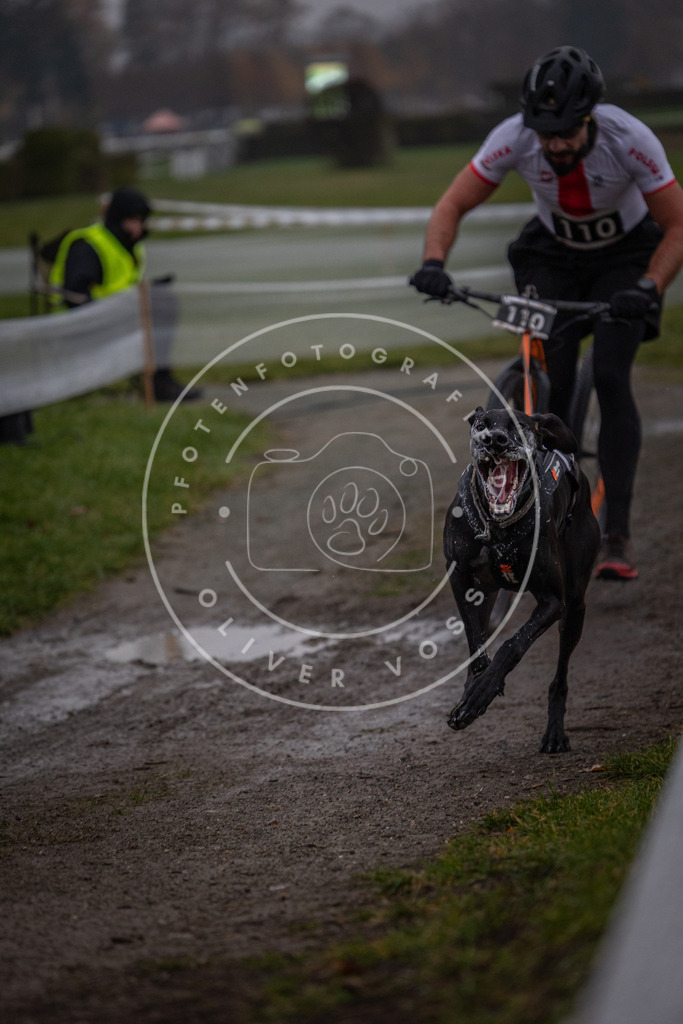 CaniXpix_0L8A0360 | Hundefotografie, Tierfotograf, Pfotenfotografie, Fotoshooting Hund, Hunde Portrait, Hundesport, Hundeportraits, Heideshooting, Hunde, Sportfotograf, Hundefotograf, Turnierhundsport, THS,  - Realisiert mit Pictrs.com