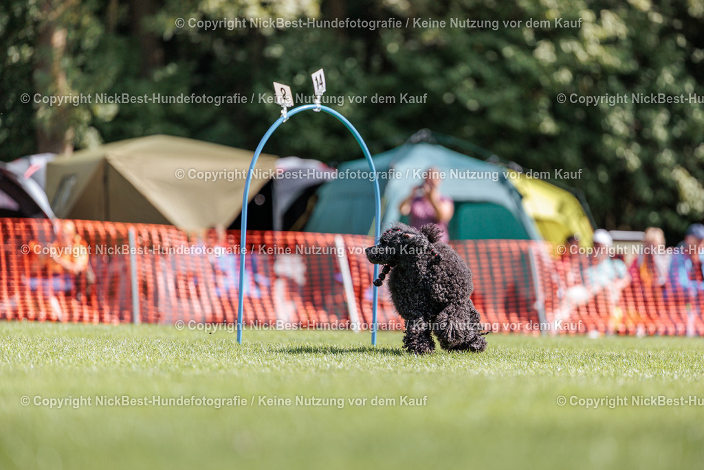 BSP Hoopers-H1-2026-Nickbest-Hundefotografie-TuS Komet Arsten e.V.-8134 | Dein Hund! Dein Moment! Deine Erinnerungen! Hundefotografie in Bremen Blumenthal. Ich fange die besonderen Momente deines Vierbeiners ein – ob Indoor mit Blitzanlage oder in der freien Natur. Sicher dir dein Moment und dein Termin für eure Erinnerungen.