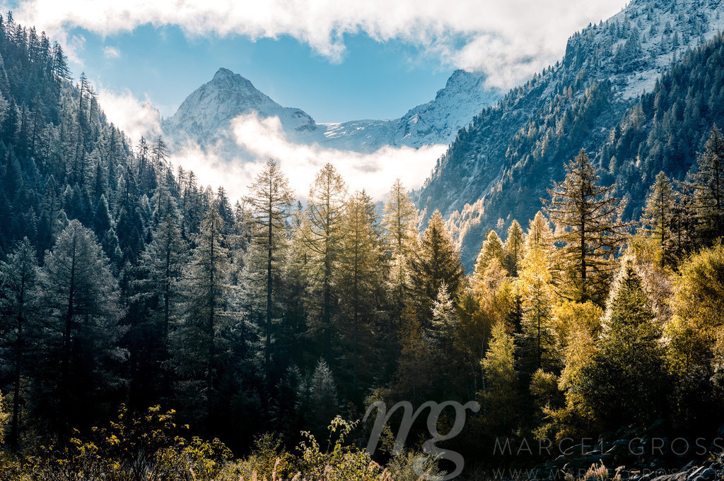frozen trees with yellow larches in Vallée du Trient, Valais | Die ideale Geschenkidee für Naturliebhaber. Naturbilder von Marcel Gross Photography für ihr Zuhause in den verschiedensten Formaten und Materialien. - Realisiert mit Pictrs.com