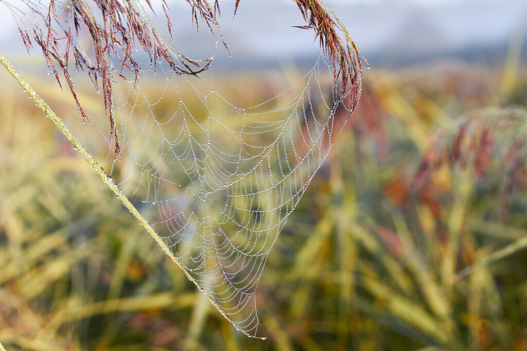 Collier | Ich erzähle Geschichten als Autor und als Fotograf. Hier finden Sie hochwertige Naturfotografie, Reisefotografien und Bilder aus dem urbanen Lebensraum.  - Realisiert mit Pictrs.com