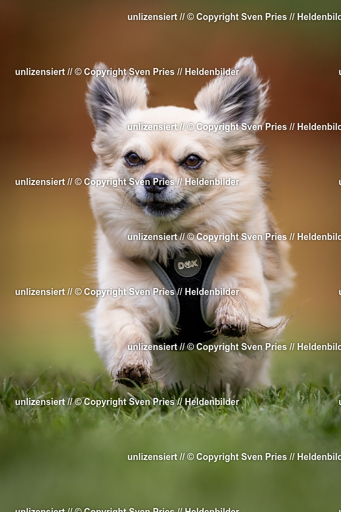 Sven Pries | 2024-04-21 - Hunderennen Baden-Oos
Foto: Sven Pries - Realisiert mit Pictrs.com