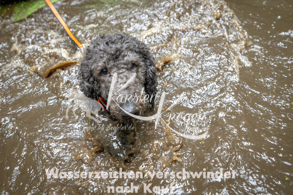 1537_ZZ91472-Bearbeitet | kk-dogfotos