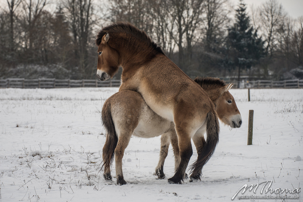 2016-01-16-13h39m26s_MichaelThoma_D810-3392 | Dies ist der Online-Shop von naturfoto.michaelthoma.de. Ich bin leidenschaftlicher Naturfotograf und fotografiere von der Andromedagalaxie bis zum Zwergtaucher, von der Ameise bis zum Orionnebel alles was mit Natur zu tun hat. Hier kann eine Auswahl meine - Realisiert mit Pictrs.com