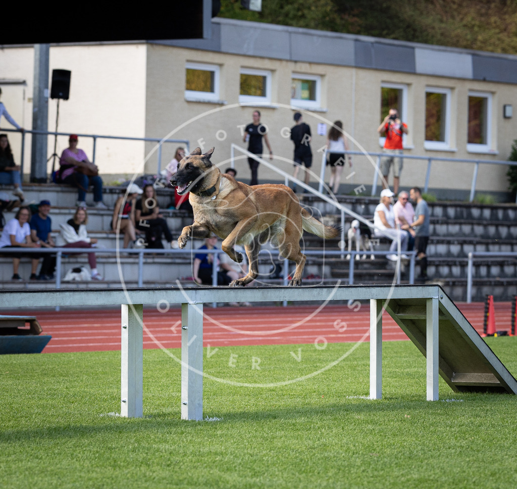 Pfotenfotografie_DV3A9668 | Hundefotografie, Tierfotograf, Pfotenfotografie, Fotoshooting Hund, Hunde Portrait, Hundesport, Hundeportraits, Heideshooting, Hunde, Sportfotograf, Hundefotograf, Turnierhundsport, THS,  - Realisiert mit Pictrs.com