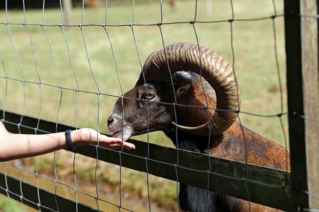 Foto: Leipzig - Wildpark Leipzig | Das Team hinter BILDLEXIKON LEIPZIG bündelt historische wie aktuelle Informationen über die Stadt Leipzig in Text und Bild auf einer Plattform und stellt diese der interessierten Öffentlichkeit zur Verfügung.