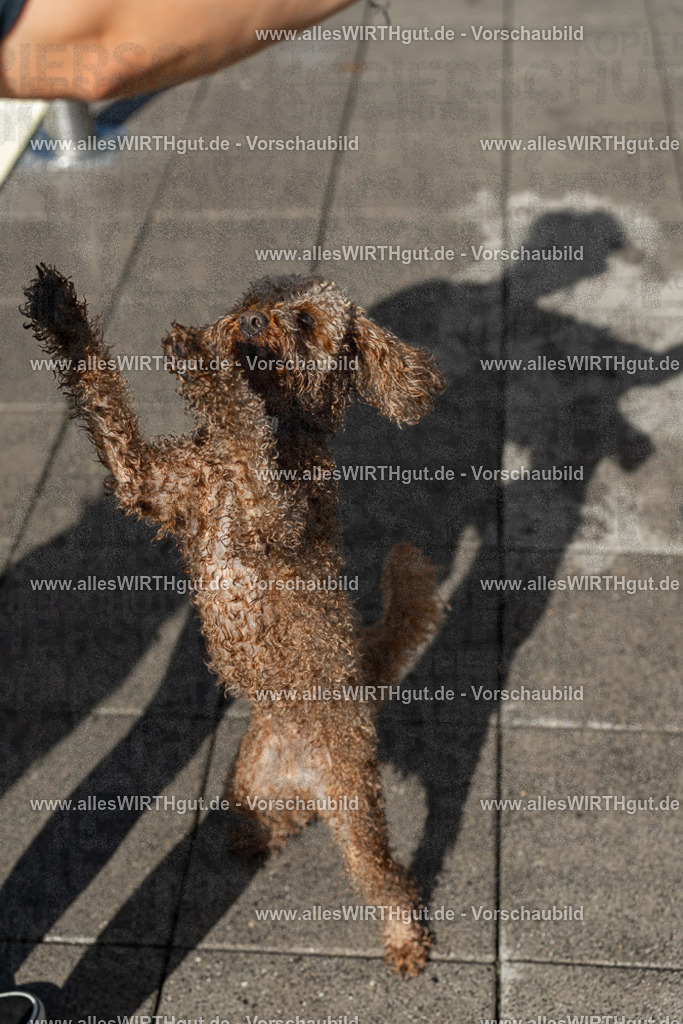 Hundeschwimmen_Volksbad_2026-allesWIRTHgut_Tierfotografie-2609061539-7R501689 | Professionelle Tierfotografie in Mönchengladbach von Daniel Wirth (allesWIRTHgut). Liebevolle & natürliche Bilder von Hunden & Katzen für unvergessliche Erinnerungen.