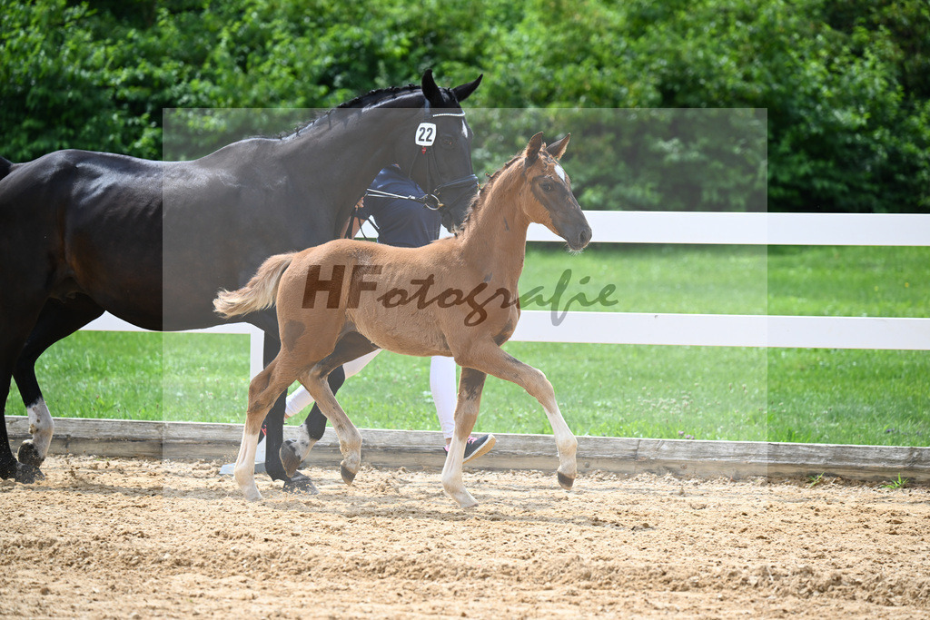 Kat-Nr. 22 Valenziano x Delacroix Rose_Schuster_27140686 | hf-fotografie - Realisiert mit Pictrs.com