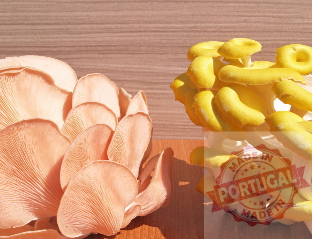 Pink and golden oyster mushrooms growing side by side | Clusters of fresh pink and golden oyster mushrooms showing their colorful caps and gills - Realisiert mit Pictrs.com