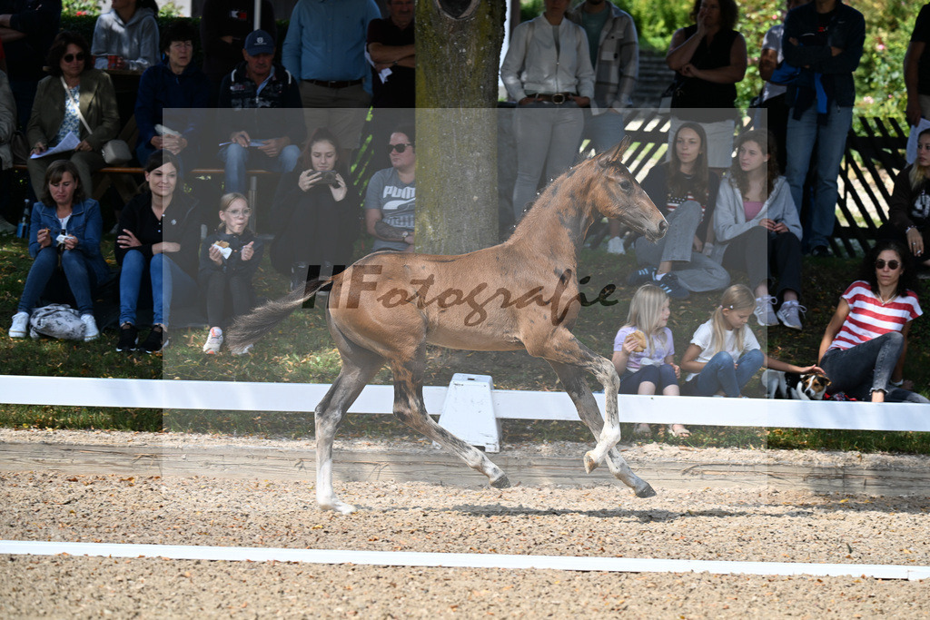 Kat-Nr. 8 Va Bene x Jameson RS2_HF_Friedel_29250325 | hf-fotografie - Realizzato con Pictrs.com