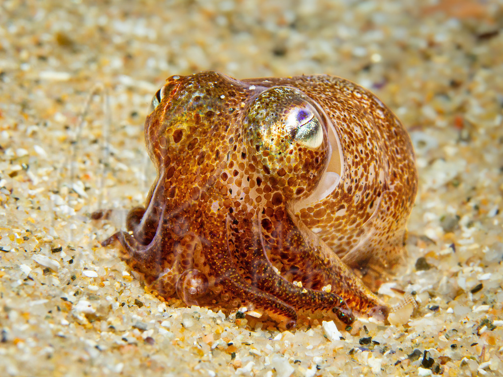 Sepiola rondeletii | DE: Mittelmer-Sepiole, ZwergsepiaEN: Dwarf or Rondelet’s bobtailES: Globito, sepiolaFR: Sépiole de Rondelet - Realisiert mit Pictrs.com