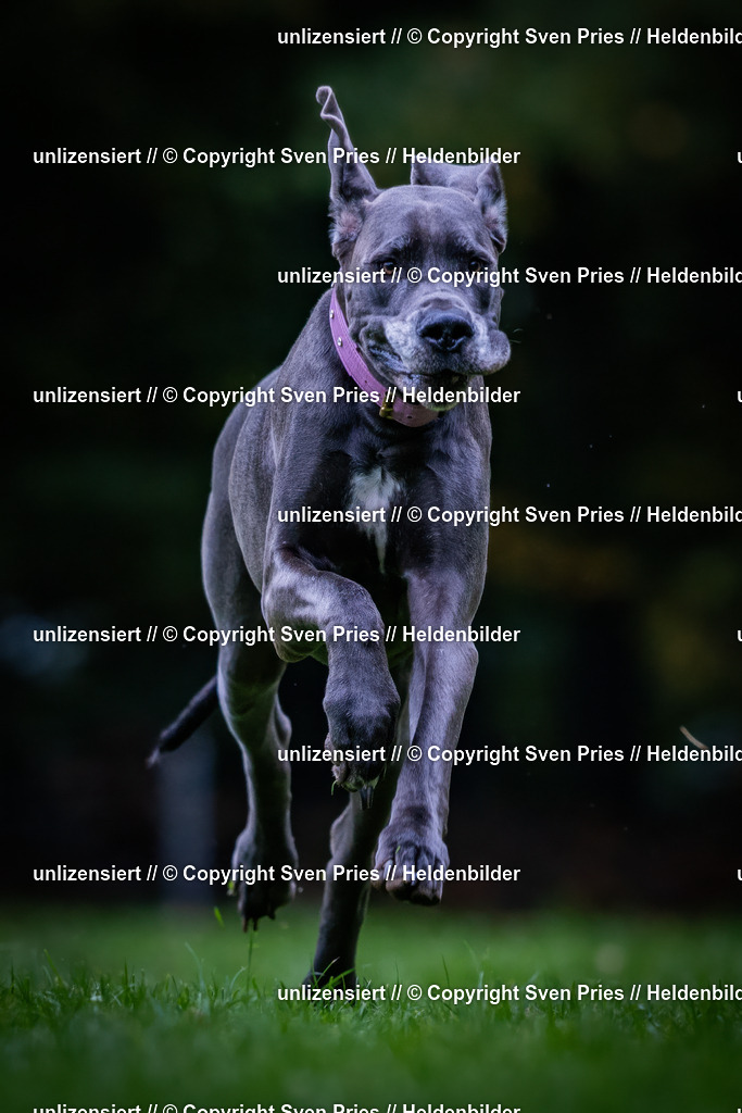 Sven Pries | 2024-10-19 - Hunderennen Ober-Grombach - Realisiert mit Pictrs.com