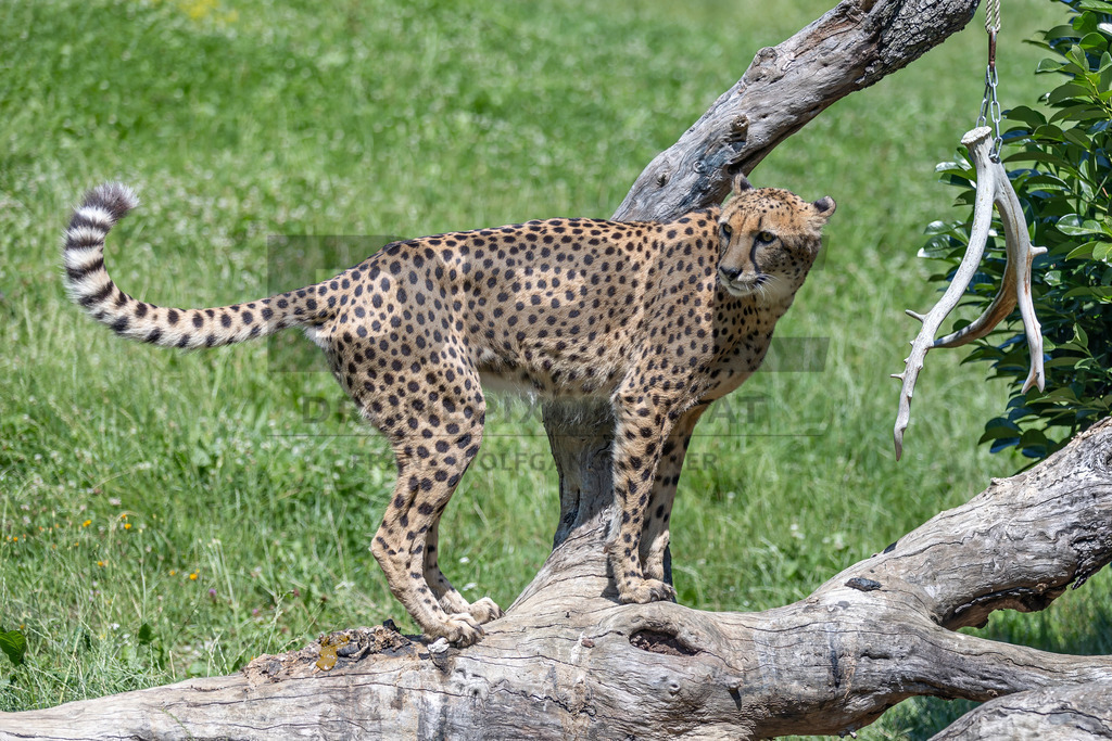 Gepard in Bewegung | Ein Gepard durchstreift das hohe Gras. Kraft, Eleganz und Geschwindigkeit vereinen sich in diesem Moment der Wildtierfotografie. - Realisiert mit Pictrs.com