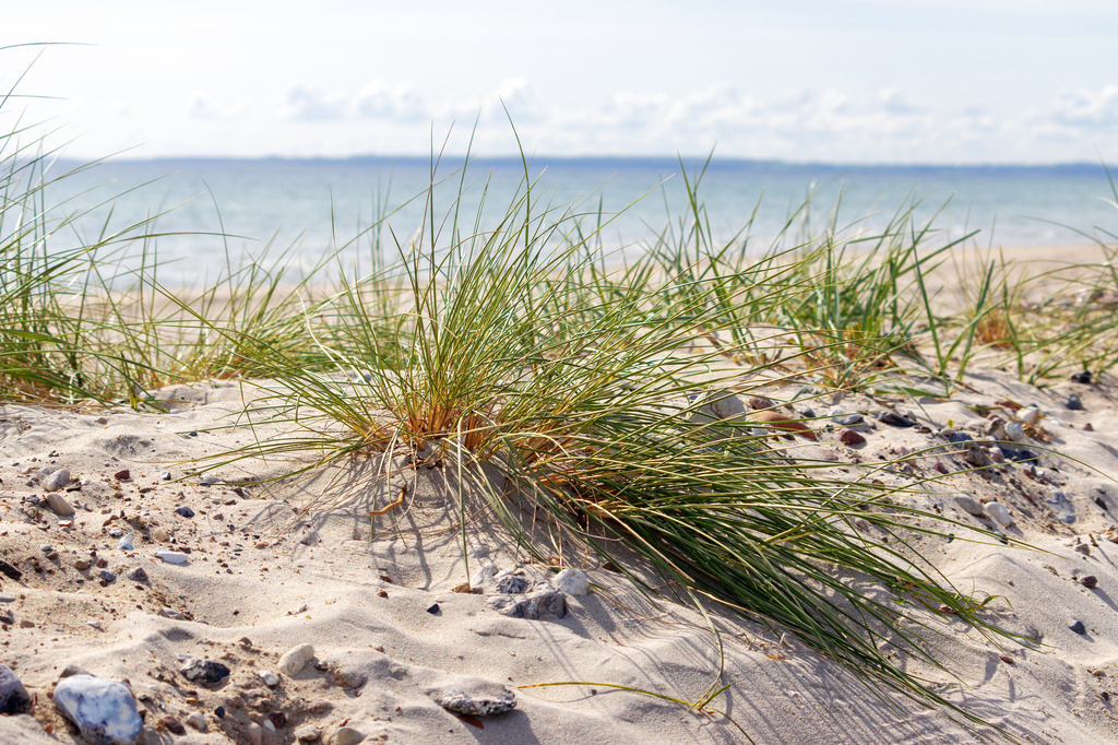 Wandbild: Strandhaferträume – Die sanfte Seite der Küste | Dieses Wandbild fängt die ruhige und natürliche Schönheit der Küstenlandschaft perfekt ein. Auf dem sandigen Boden wachsen dichte Büschel von Strandgras, die sich sanft im Wind wiegen. Die Mischung aus Sand, kleinen Kieseln und der weitläufigen Wasserfläche im Hintergrund schafft eine harmonische Verbindung zwischen Land und Meer. Der wolkige Himmel verstärkt die natürliche Atmosphäre und verleiht der Szene eine beruhigende Weite. Perfekt für eine stilvolle Raumgestaltung, die die maritime Gelassenheit einfängt. - Realisiert mit Pictrs.com