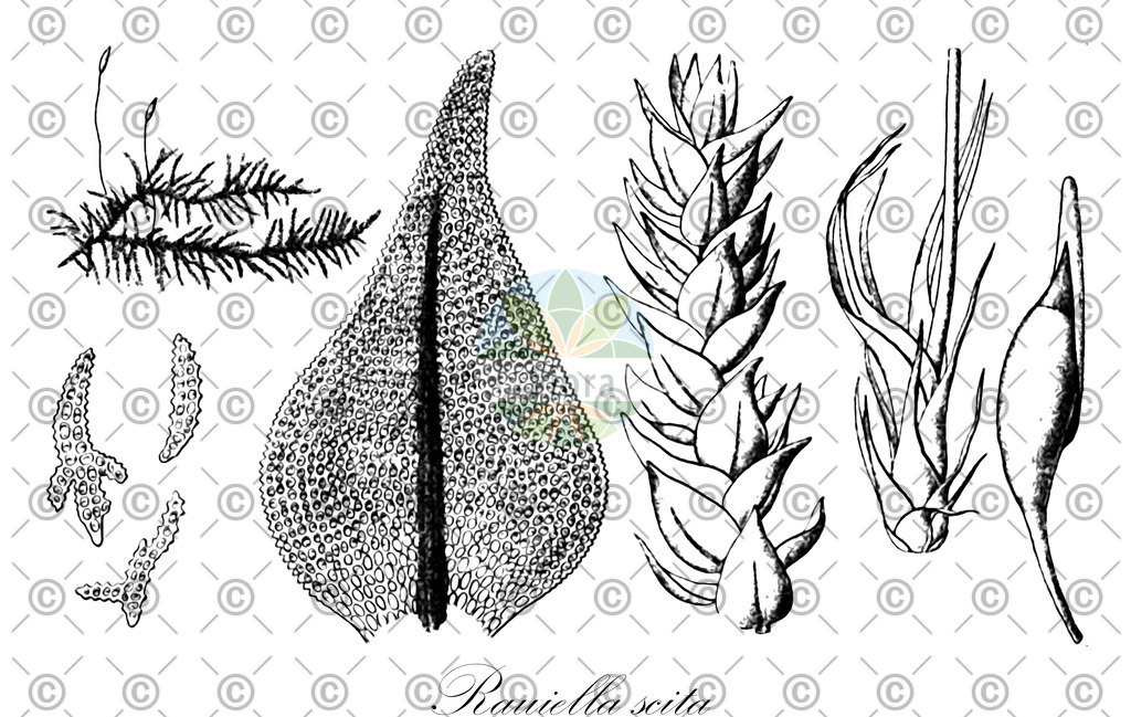 HistAbb_wfo-0000295012_1_ENZY_Simple | Historische Abbildung von Rauiella scita - Thuidiaceae | Historical Illustration of Rauiella scita - Thuidiaceae