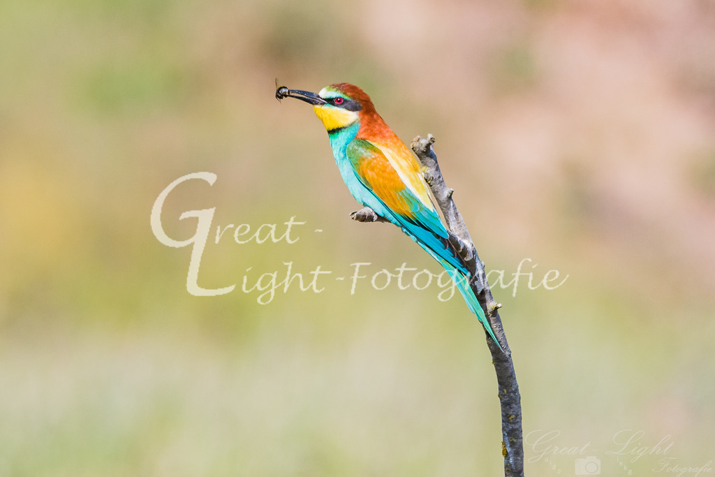 DSC_3216 | Great-Light Fotografie - Realisiert mit Pictrs.com