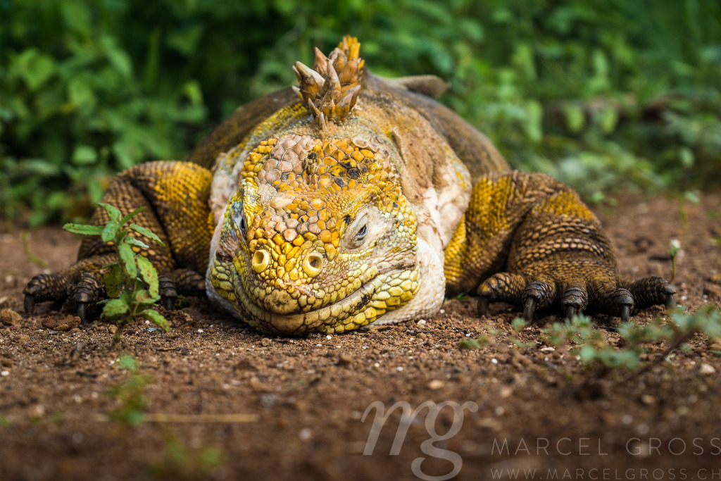 Schlafender Gelber Landleguan bei Cerro Dragon, Isla Santa Cruz, Galapagos | a male galapagos land iguana lazy lying on the path in the remote north of isla Santa Cruz, near Cerro Dragon. - Realisiert mit Pictrs.com
