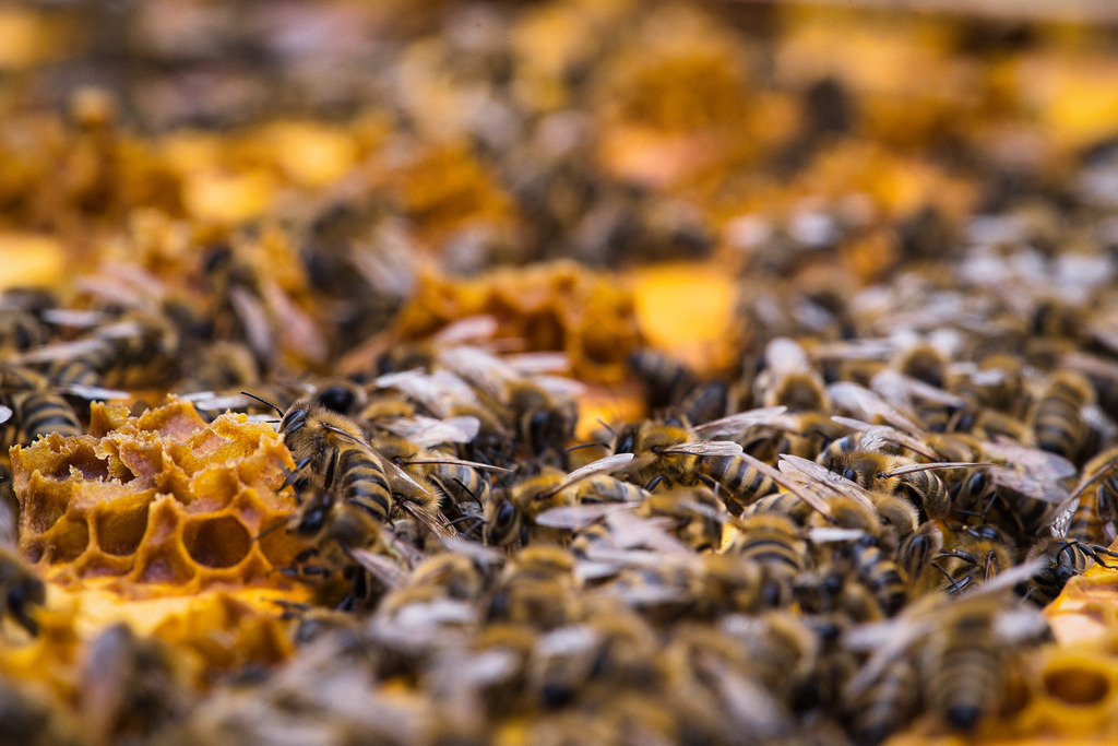 PSX_20230722_190043 | die schönsten Bilder aus Wald und Wiese, sowie Streifzüge durch den Garten mit der gesamten Blumen & Insektenwelt.   - Realisiert mit Pictrs.com