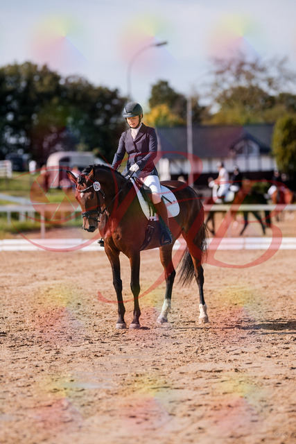 2026_10_03_Siefer-Hof_125846_Z81_49137054 | Professionelle Reitsport-, Turnier- und Eventfotografie von Robert Broda. Galerien mit ausgewählten und bearbeiteten Bildern direkt online ansehen und bestellen.