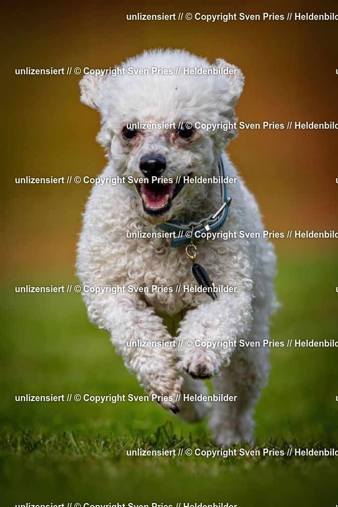 Sven Pries | 2024-09-22 - Hunderennen Baden-BadenPudelverein - Realisiert mit Pictrs.com