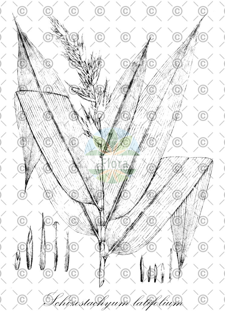HistAbb_7DQT_1_ENZY_Simple | Historische Abbildung von Schizostachyum latifolium - Poaceae | Historical Illustration of Schizostachyum latifolium - Poaceae