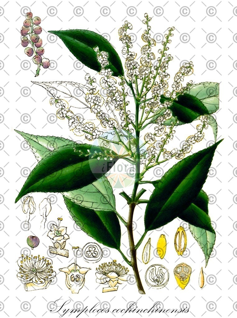 HistAbb_wfo-0000317986_1_ENZY_Simple | Historische Abbildung von Symplocos cochinchinensis - Symplocaceae | Historical Illustration of Symplocos cochinchinensis - Symplocaceae