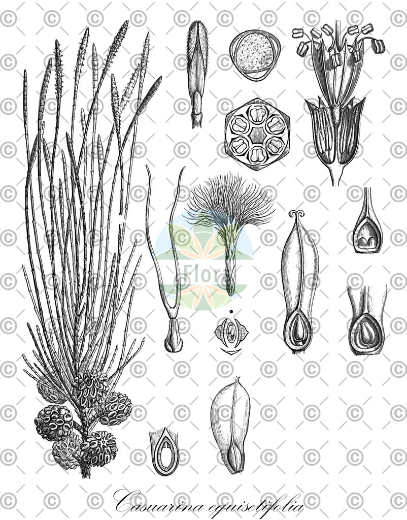 HistAbb_EMP_7711250_SRC_Schlechtendal_FLORAD_SIMPLE | Historische Abbildung von Casuarina equisetifolia - Casuarinaceae | Historical Illustration of Casuarina equisetifolia - Casuarinaceae (beach she-oak;coast she-oak;casuarina;australian-pine)