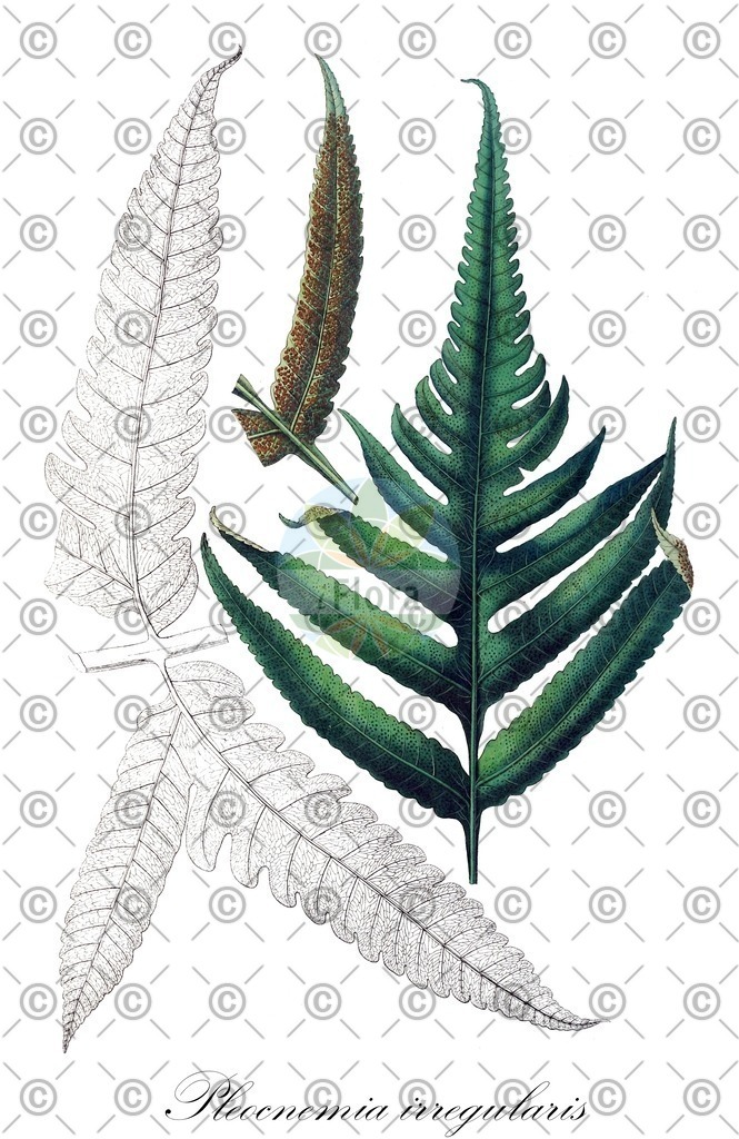 HistAbb_6SGX_1_ENZY_Simple | Historische Abbildung von Pleocnemia irregularis - Dryopteridaceae | Historical Illustration of Pleocnemia irregularis - Dryopteridaceae