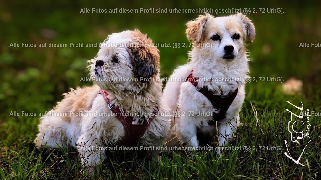 Photo_1727554741910 | krollfotografie - Realisiert mit Pictrs.com
