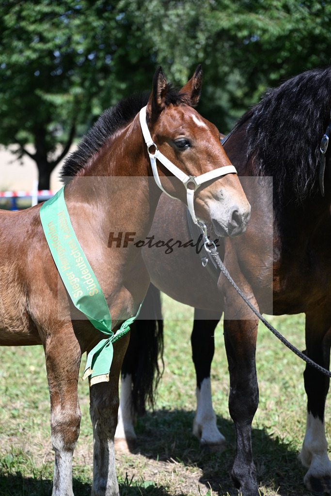 Kat-Nr. 28 HF v. Sir Lueftenegg x Navajo_Neumaier_22250846 | hf-fotografie - Realizzato con Pictrs.com