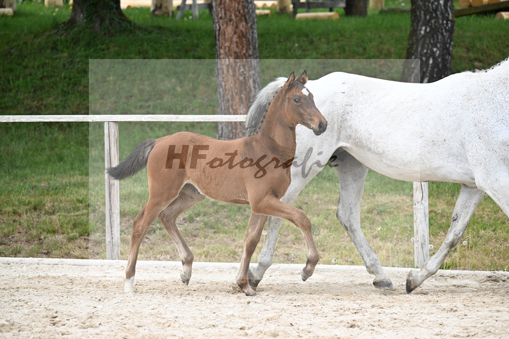 Kat-Nr. 8 SF Cape Calidus x Clearway_Gut Kaltental_24260882 | hf-fotografie - Realisiert mit Pictrs.com