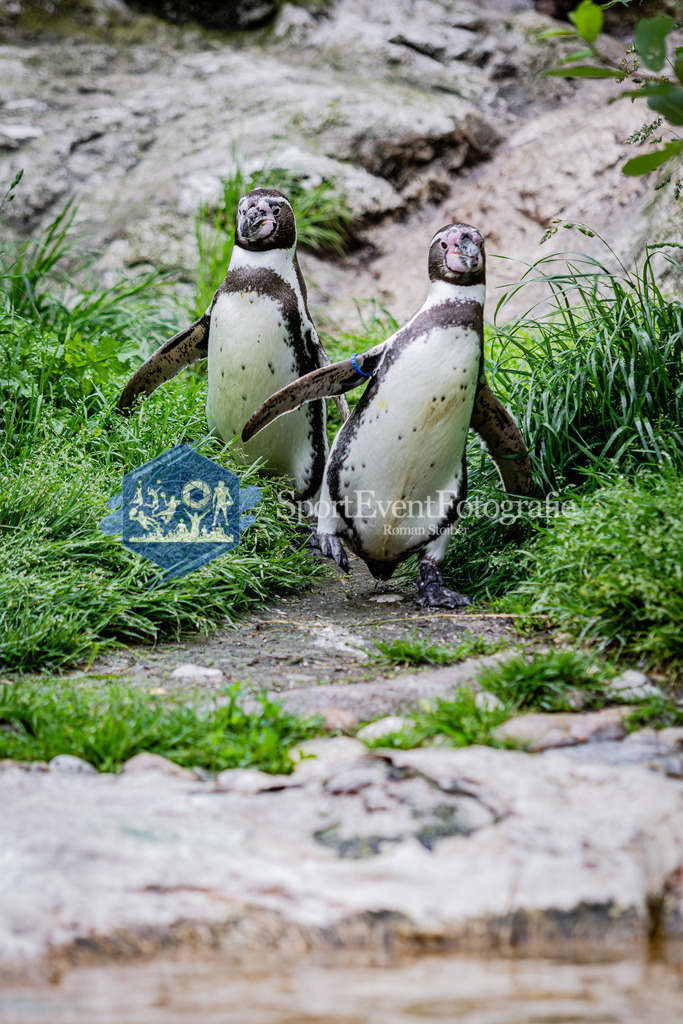 IMG_5503 | SportEventFotografie - Roman Stoiber