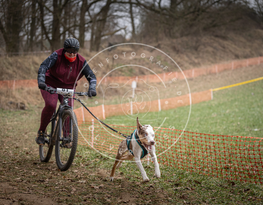 Pfotenfotografie_DV3A5583 | Hundefotografie, Tierfotograf, Pfotenfotografie, Fotoshooting Hund, Hunde Portrait, Hundesport, Hundeportraits, Heideshooting, Hunde, Sportfotograf, Hundefotograf, Turnierhundsport, THS,  - Realisiert mit Pictrs.com