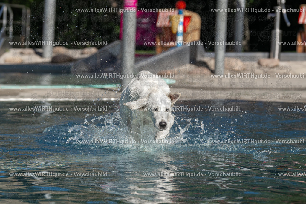 Hundeschwimmen_Volksbad_2026-allesWIRTHgut_Tierfotografie-2609061059-FAY06076 | Professionelle Tierfotografie in Mönchengladbach von Daniel Wirth (allesWIRTHgut). Liebevolle & natürliche Bilder von Hunden & Katzen für unvergessliche Erinnerungen.