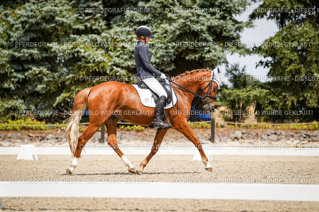 DSC02972 | Pferdegrafie