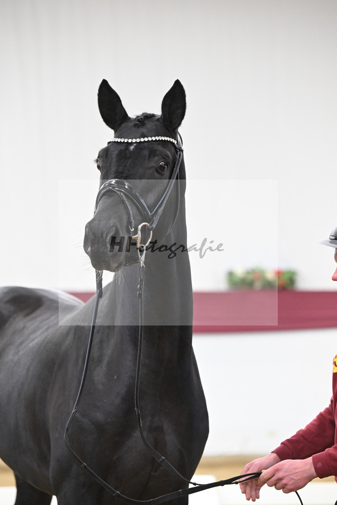 Kat-Nr. 58 Feliciano x San Amour I_Ida Vavrikova_47252157 | hf-fotografie - Realisiert mit Pictrs.com