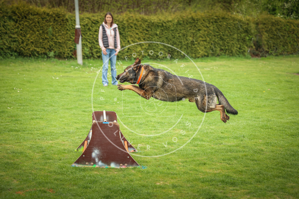 Pfotenfotografie_0L8A9985 | Hundefotografie, Tierfotograf, Pfotenfotografie, Fotoshooting Hund, Hunde Portrait, Hundesport, Hundeportraits, Heideshooting, Hunde, Sportfotograf, Hundefotograf, Turnierhundsport, THS,  - Realisiert mit Pictrs.com
