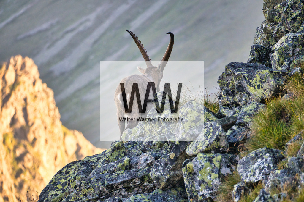WWW08981 | walter-wagner-fotografie
