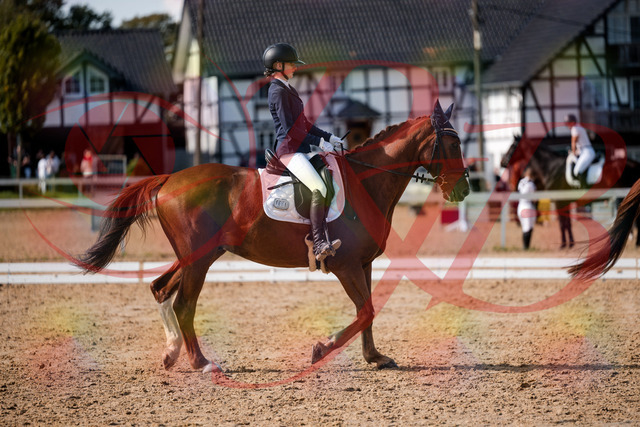 2026_10_03_Siefer-Hof_132759_Z63_87611017 | Professionelle Reitsport-, Turnier- und Eventfotografie von Robert Broda. Galerien mit ausgewählten und bearbeiteten Bildern direkt online ansehen und bestellen.