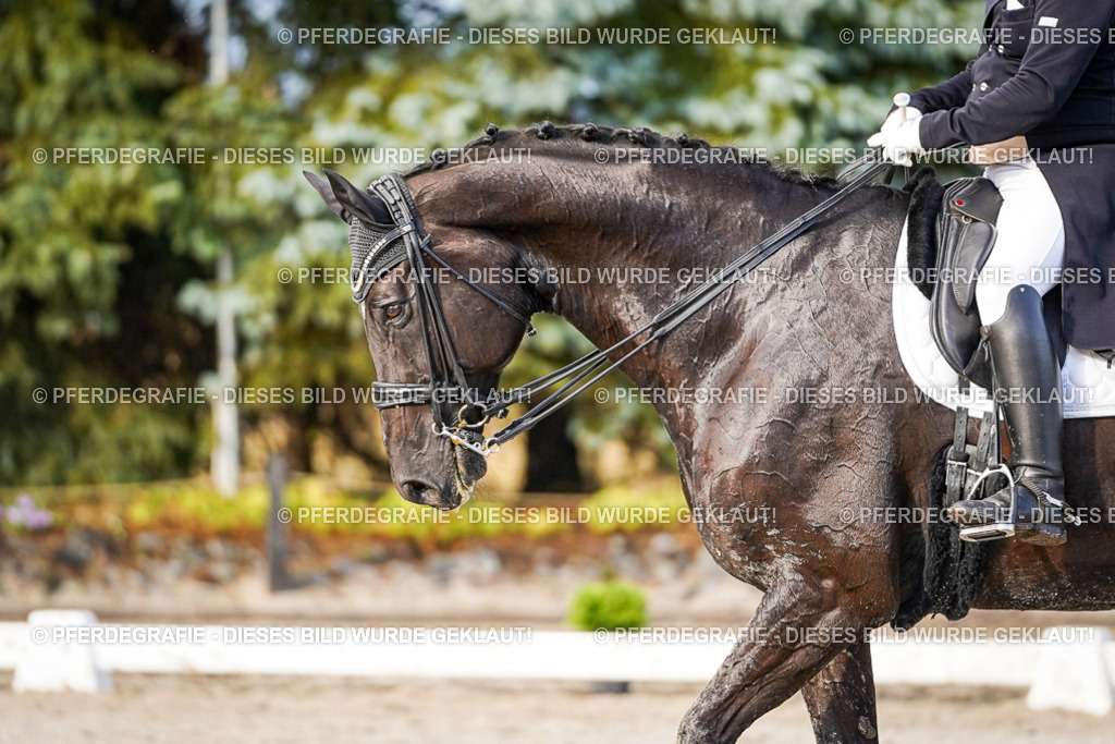 DSC00480 | Pferdegrafie