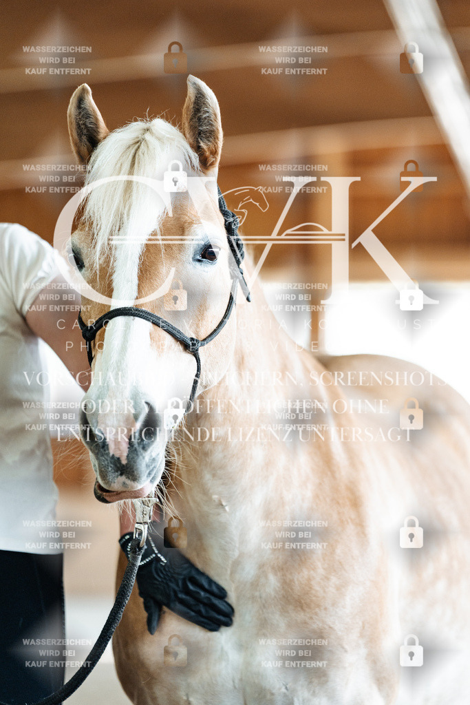CK908620 | Turnierfotografie Pferdefotografie Trier Rheinland-Pfalz Pferdesport Reitsport Tierfotografie Sportfotografie Pferdevideo Pferdevideografie Equestrianvideography equestrianphotography  - Realisiert mit Pictrs.com