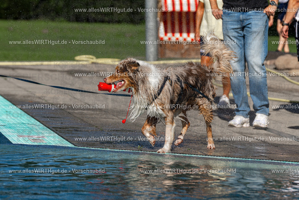 Hundeschwimmen_Volksbad_2026-allesWIRTHgut_Tierfotografie-2609061031-FAY05933 | Professionelle Tierfotografie in Mönchengladbach von Daniel Wirth (allesWIRTHgut). Liebevolle & natürliche Bilder von Hunden & Katzen für unvergessliche Erinnerungen.